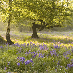 Probate and Intestacy